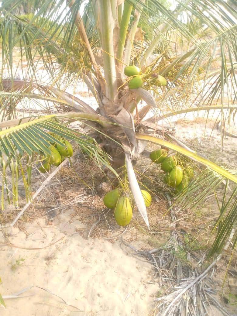 ElimuNaKaziKE's tweet photo. @MzeeWilly has decided to take advantage of ongoing rains. @EricOgendi4 he is also introducing the dwarf palm tree species in his Kizingo and Madunguni farms. Thanks to ENKO & @BroadCentrixKE weather updates such farmers can continue to plant accordingly.
#BCLB #Betting https://t.co/LWzTt4gW00