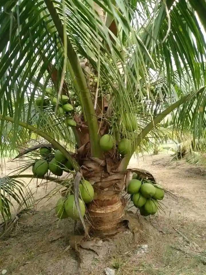 ElimuNaKaziKE's tweet photo. @MzeeWilly has decided to take advantage of ongoing rains. @EricOgendi4 he is also introducing the dwarf palm tree species in his Kizingo and Madunguni farms. Thanks to ENKO & @BroadCentrixKE weather updates such farmers can continue to plant accordingly.
#BCLB #Betting https://t.co/LWzTt4gW00