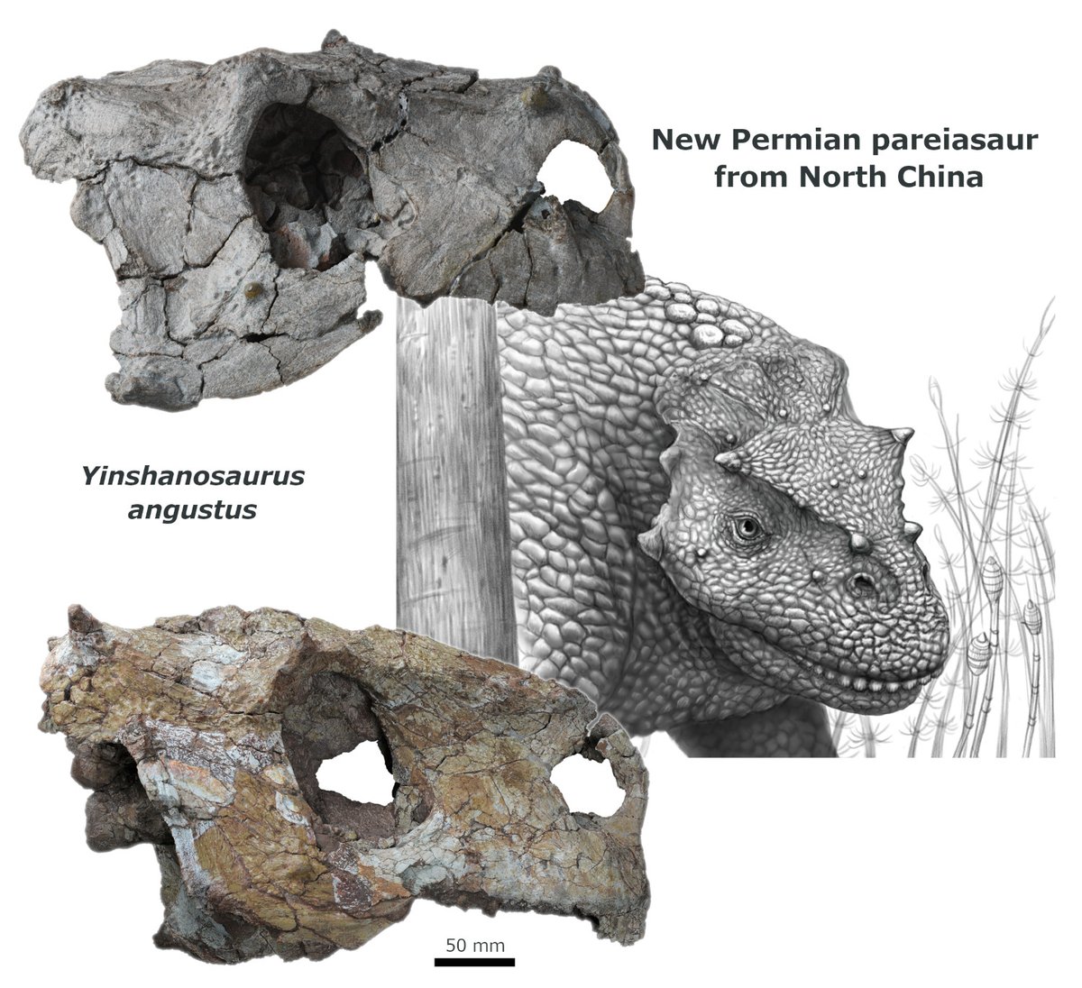 The PalAss (@thepalass) on Twitter photo A new mid-sized pareiasaur from the upper Permian Naobaogou Formation of China & implications for the phylogenetic relationships of pareiasaurs onlinelibrary.wiley.com/doi/10.1002/spโฆ <a href="/wileyearthspace/">Wiley Earth and Space Science</a> A new mid-sized pareiasaur from the upper Permian Naobaogou Formation of China & implications for the phylogenetic relationships of pareiasaurs onlinelibrary.wiley.com/doi/10.1002/spโฆ <a href="/wileyearthspace/">Wiley Earth and Space Science</a>