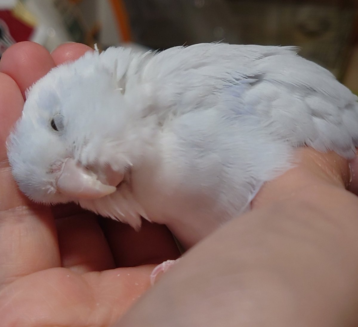 ふかふかで温かくて幸せ。