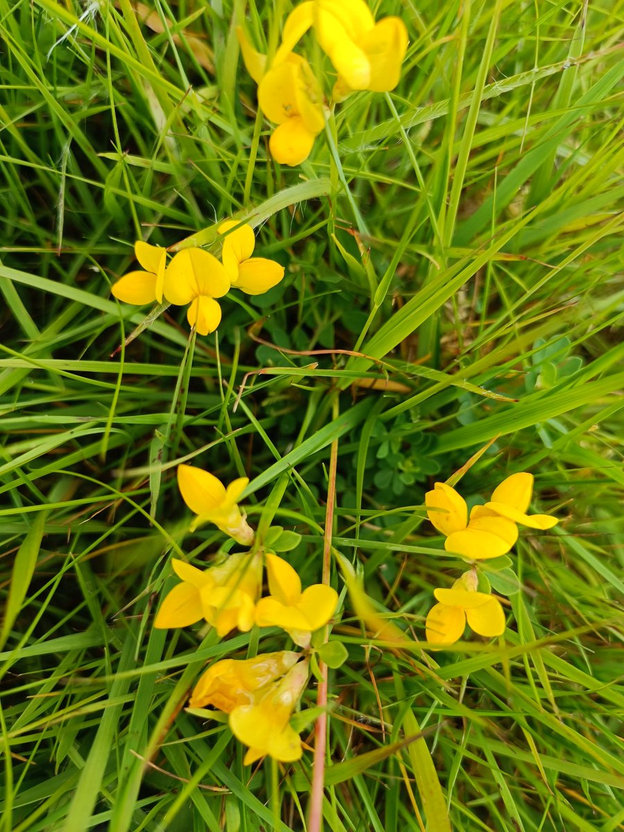 Finally, I'm hoping. In the hill field. Birds Foot Trefoil beginning to grab, grip, sprout and spread. 

I've seeded multiple locations with it. But. I hope. This one is taking.

There is little locally,  lots in the next county over. So. Can't rely on the seedbank.