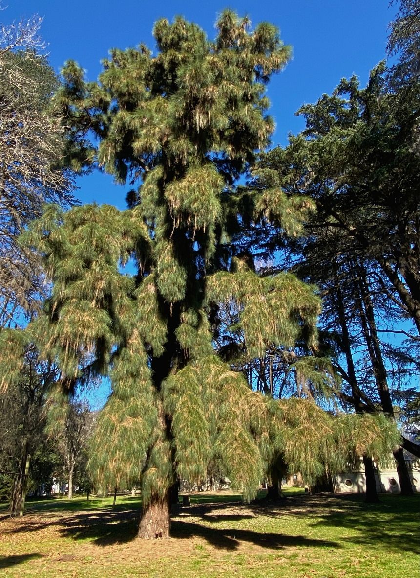 UNLP Investiga (@unlpinvestiga) on Twitter photo #LaUNLPInvestiga El 5 de Junio es el Día Mundial del Ambiente y lo celebramos presentando el libro "El Bosque Urbano: un patrimonio natural y cultural de la UNLP"
#cambioclimático.
<a href="/unlpsustentable/">Dir. de Gestión Sustentable UNLP</a>
Enterate acá: unlp.edu.ar/institucional/… #LaUNLPInvestiga El 5 de Junio es el Día Mundial del Ambiente y lo celebramos presentando el libro "El Bosque Urbano: un patrimonio natural y cultural de la UNLP"
#cambioclimático.
<a href="/unlpsustentable/">Dir. de Gestión Sustentable UNLP</a>
Enterate acá: unlp.edu.ar/institucional/…