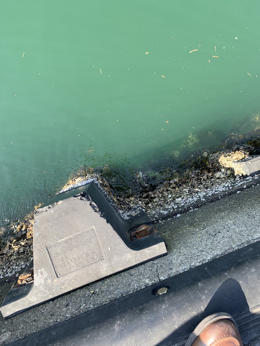 rovholic's tweet image. 本日は某展示会の海域デモの踏査
西側がどうやら直杭式、北側は矢板だと思う（わからんかった）
潮通しが良いのか、付着生物相が豊か
これはなかなかに良きフィールドよ

今回は初日と２日目でデモを変える予定
来場者そっちのけで楽しんでやる🤭

#水中ドローン
#oceanbiz
#blueeconomyexpo