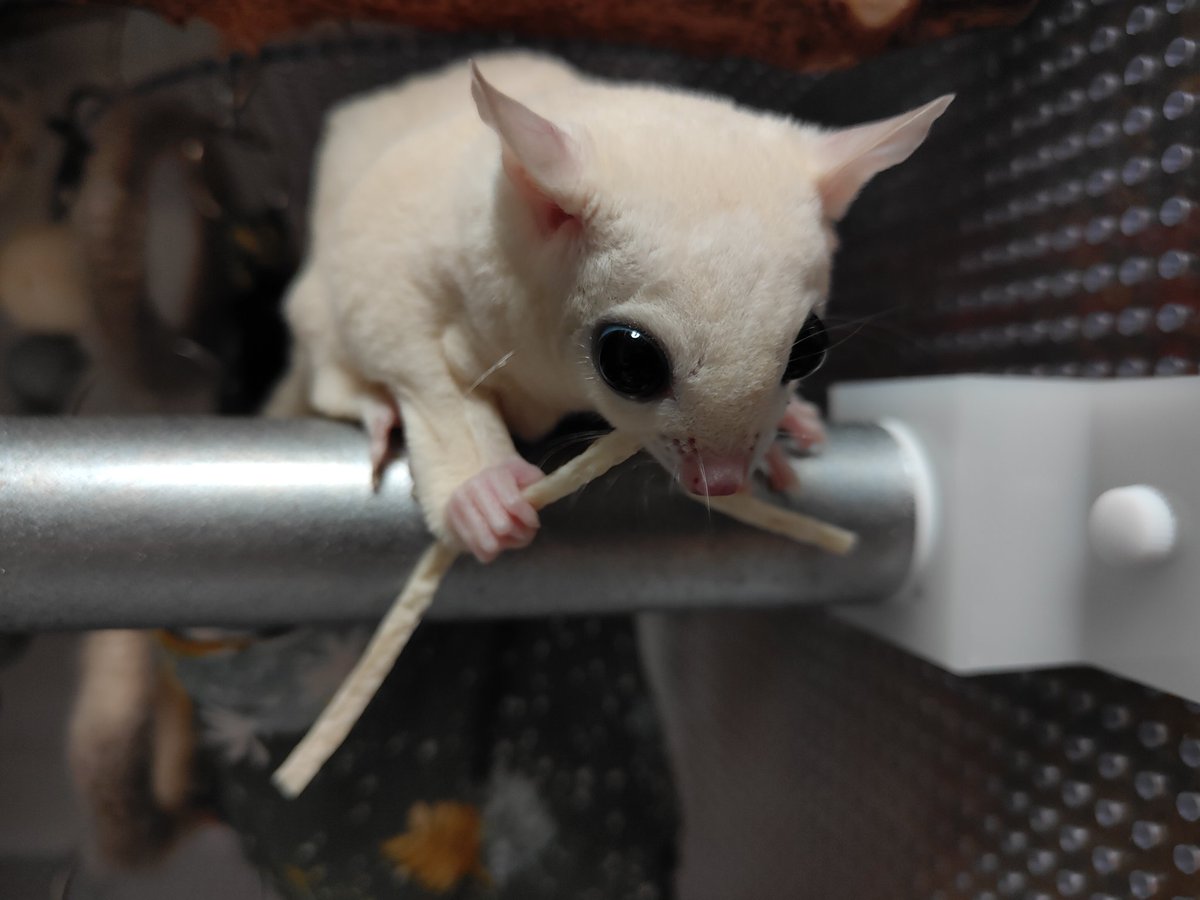 フィッシュスティックをむしゃむしゃ食べるモモミちゃん🐟️