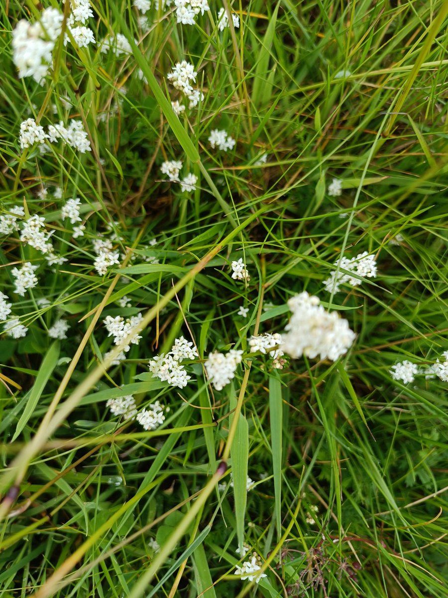 Also on the hill field. Marsh bedstraw is dotted everywhere about. Lots more than we started with. Nice to see. The field also started with Chickweed, pimpernel, celandine.

To come. Orchids. Wild mint flowers. And more