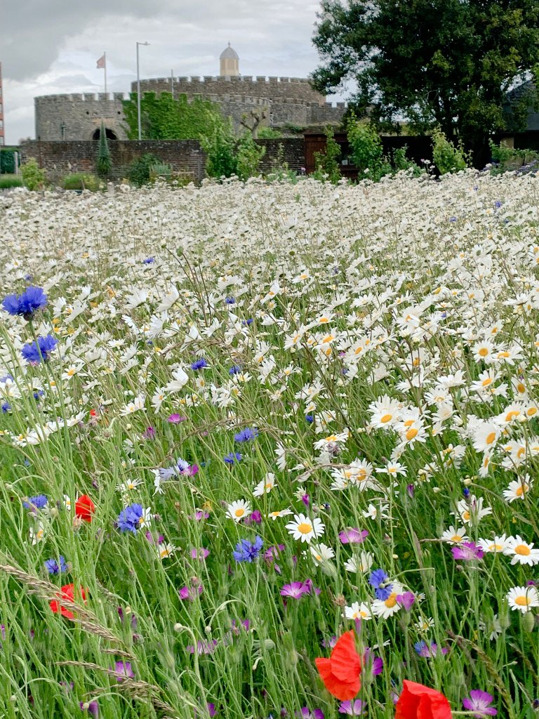 The #CaptainsGardenDeal is looking great at the moment. Well done to all the volunteers 🙋‍♀️ #VolunteerWeek