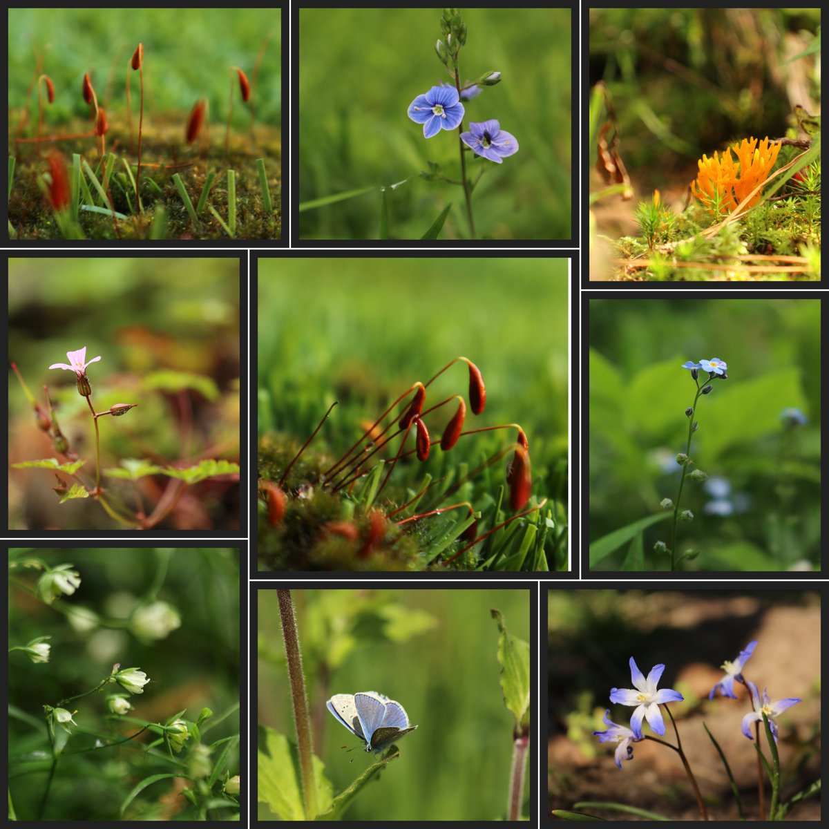 wbos54's tweet photo. Fijne avond allemaal
Voor later slaap lekker
Tot morgen 🍀🌾🌿🤗
#Dag5 #Junieke_Fotografie
@bkfotobetsy
#Miniwereld https://t.co/9EmKJoPALx