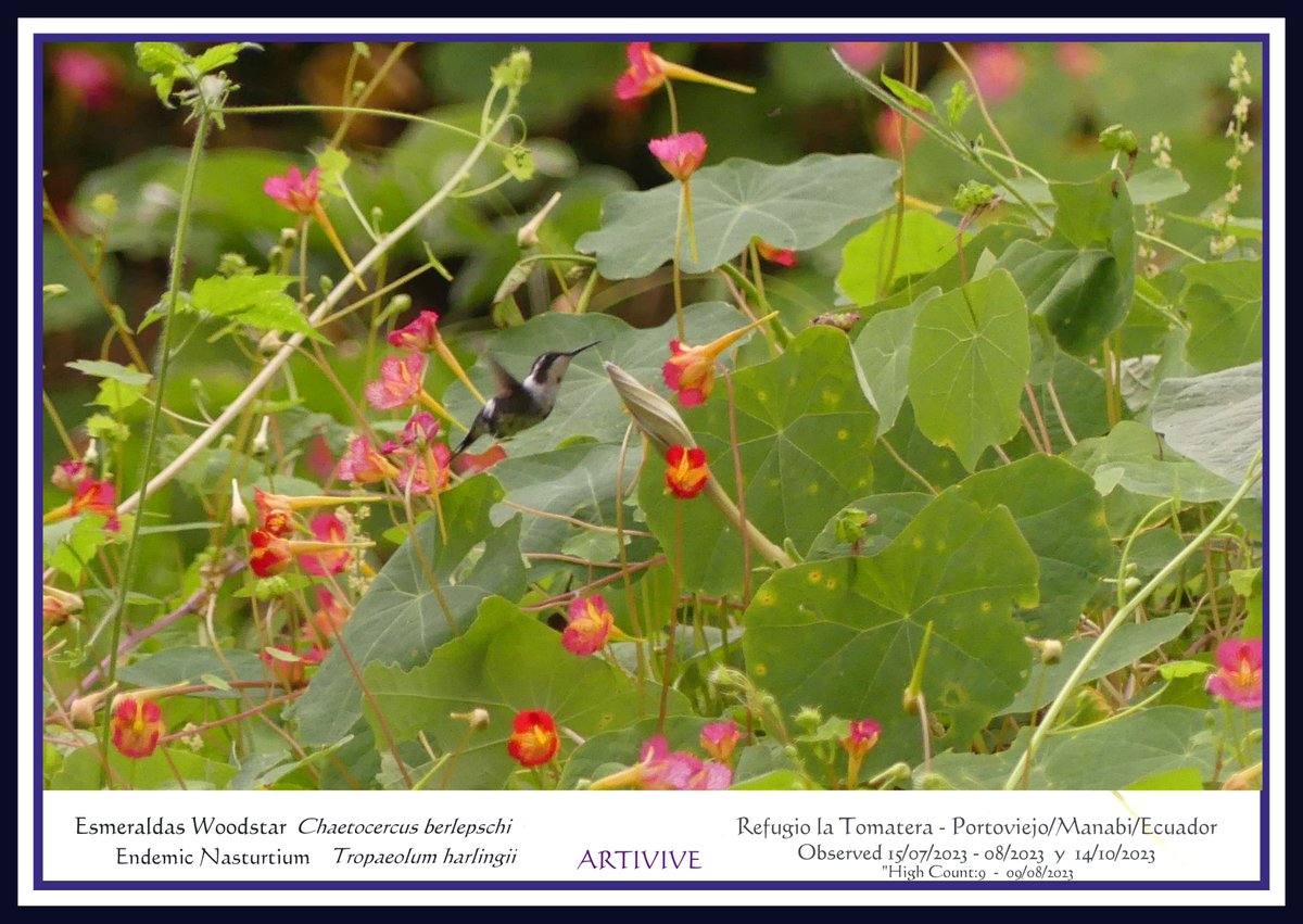 ZeebraDesigns's tweet image. #WorldEnvironmentDay #Portoviejo
World Environment Day finds the rare & adorable Esmeraldas Woodstars back at Refugio de la Tomatera.
This Tumbesian Region tract clings by a "vine"/ahem, the nasturtiums. Like in 2023,the nasturtiums thrived, bloomed,AND the Estrellitas returned!