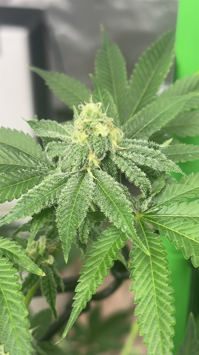 Little close up of Fired Up by <a href="/Genetics101va/">GENETICS 101</a>  only on day 29 of flower