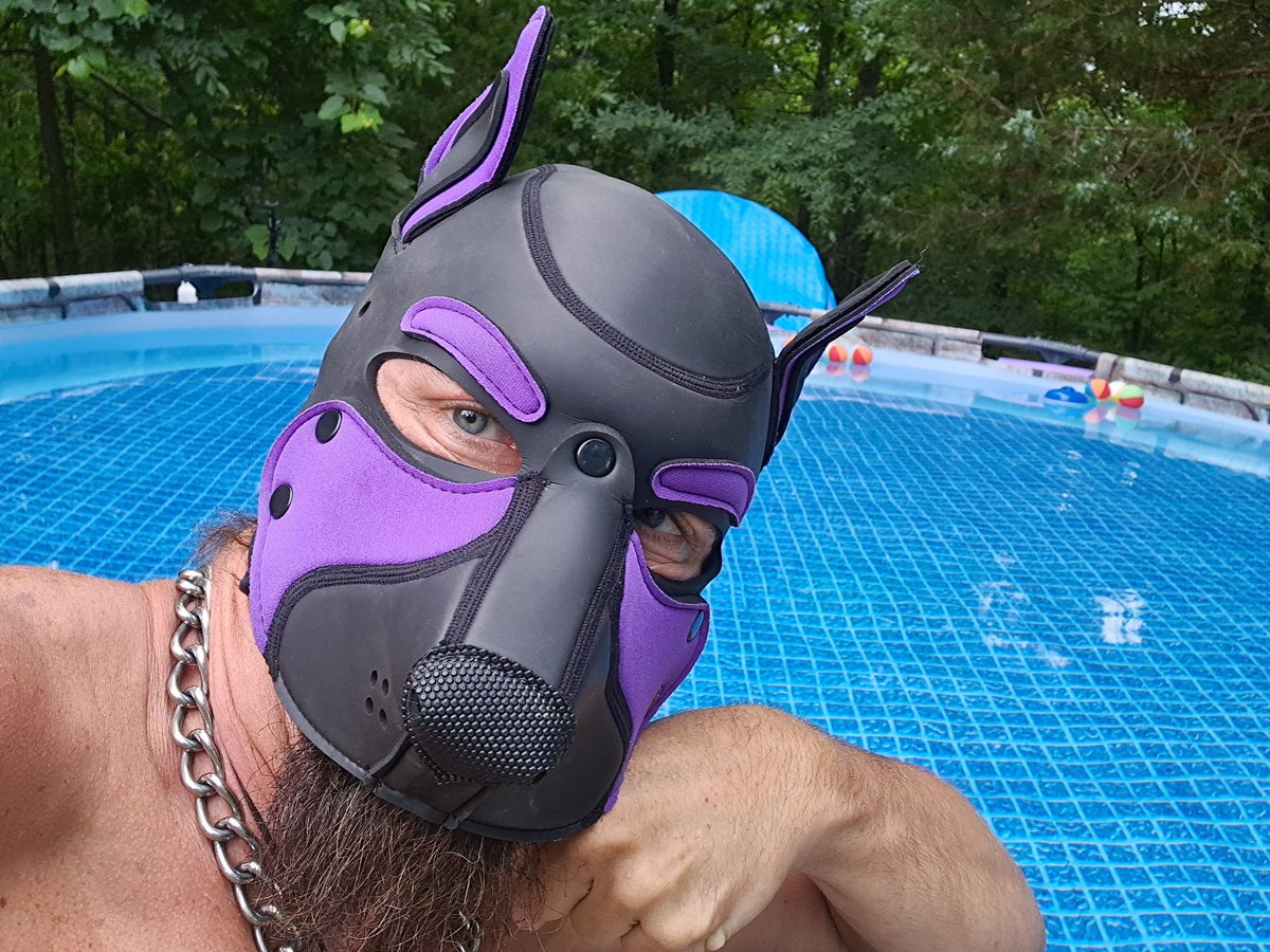 Spirit_Pupperz's tweet photo. Aroooo!  Pool cool off hour!

Aruff! https://t.co/KYzgUbpo7S
