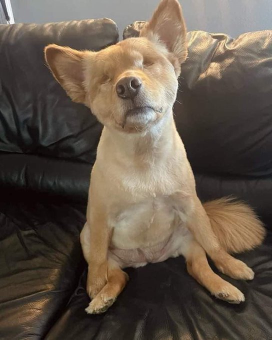 I can't see how many likes you give me, but maybe I can feel your love that you give me! 🐾❤