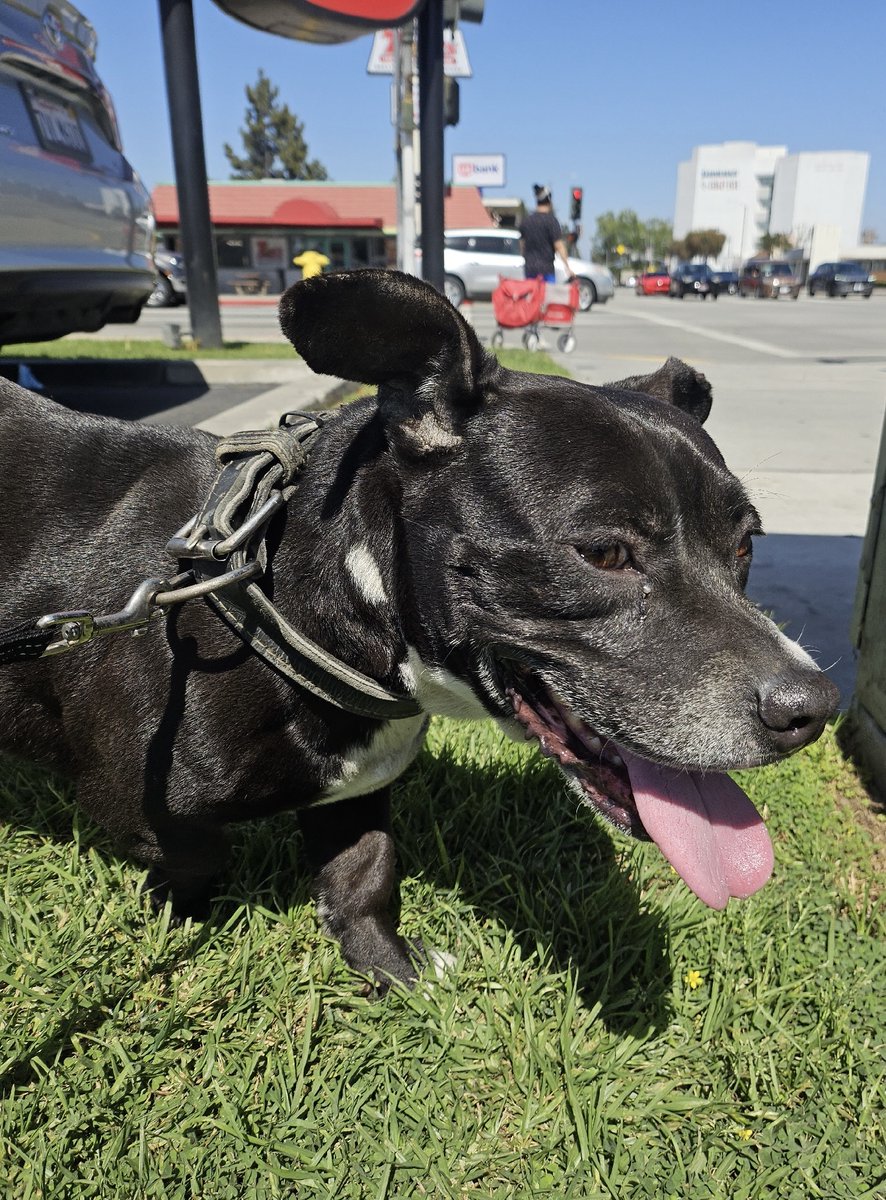 PawBoost tweet media