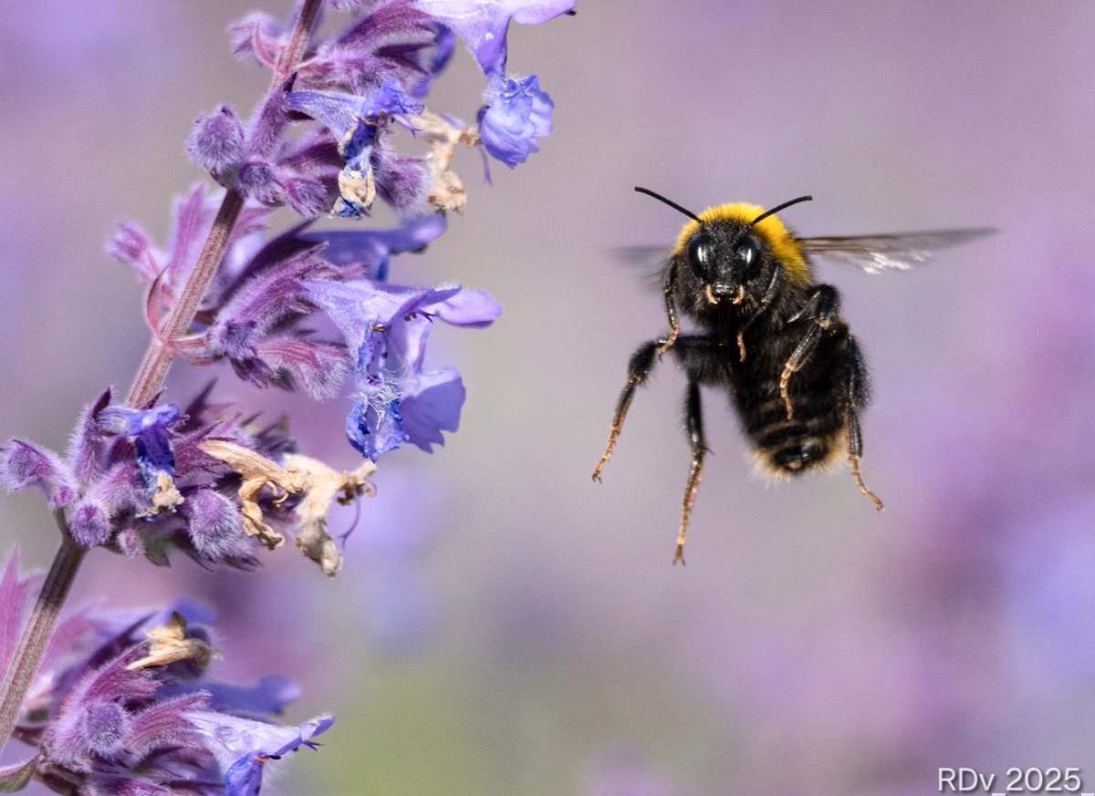 Rosie (@rosie_52) on Twitter photo Bumblebee
#bee #bees #wildlife #nature #wildlifephotography #naturelovers #NatureBeauty #pollination #biodiversityday #bumblebee #thursdayvibes
<a href="/ThePhotoHour/">#ThePhotoHour</a> Bumblebee
#bee #bees #wildlife #nature #wildlifephotography #naturelovers #NatureBeauty #pollination #biodiversityday #bumblebee #thursdayvibes
<a href="/ThePhotoHour/">#ThePhotoHour</a>