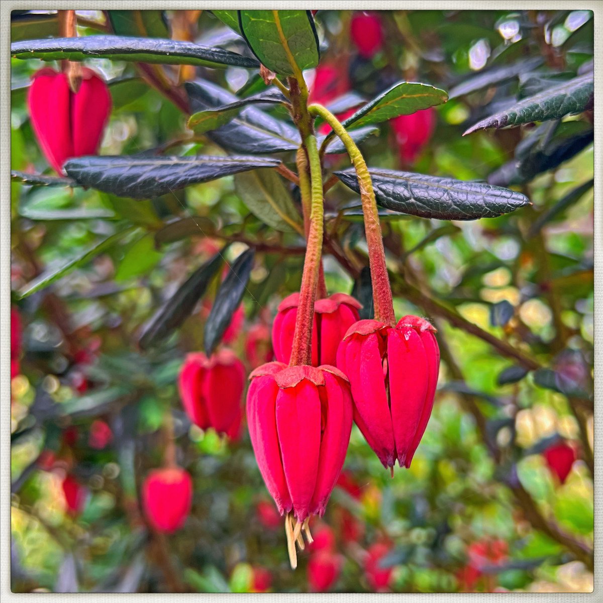 Day 156/365 #photoaday
When I first saw this plant at the garden centre a few years ago, it had just a few bright red blooms and I loved it. This year, it’s the fullest I’ve ever seen it, bursting with colour. Still no idea what it is. Still love it.