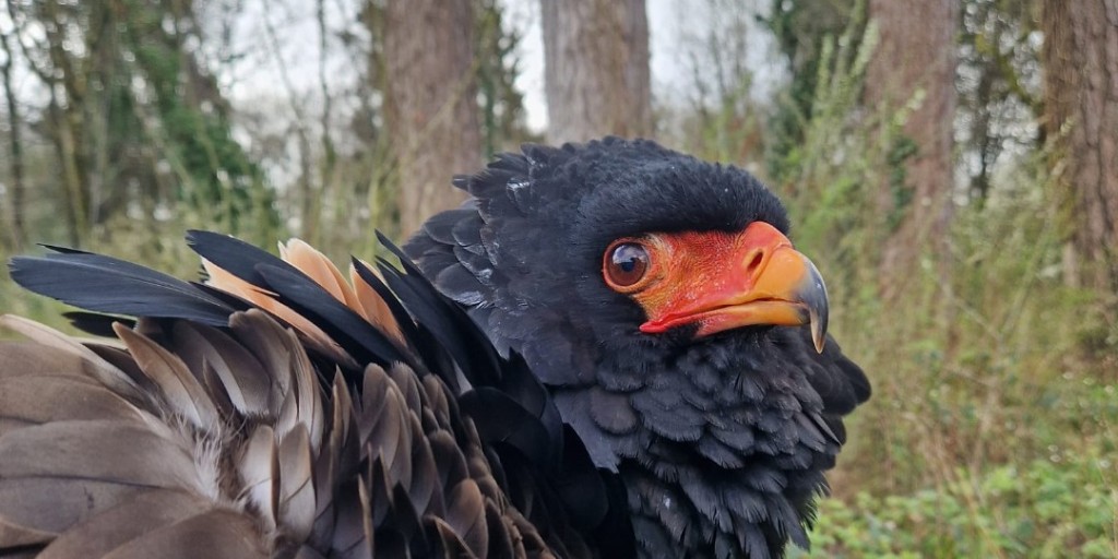 Wings Of Wales 🦅
Live raptor displays
Family-friendly talks &amp; demos
Photo opps
Sat 14 June | 10am-4pm | Free

Adenydd Cymru 🦅
Arddangosiadau byw gyda’r adar ysglyfaethus
Sgyrsiau ac arddangosfeydd i deuluoedd
Cyfleoedd i dynnu lluniau
Sadwrn 14 Mehefin | 10am-4pm | Am ddim