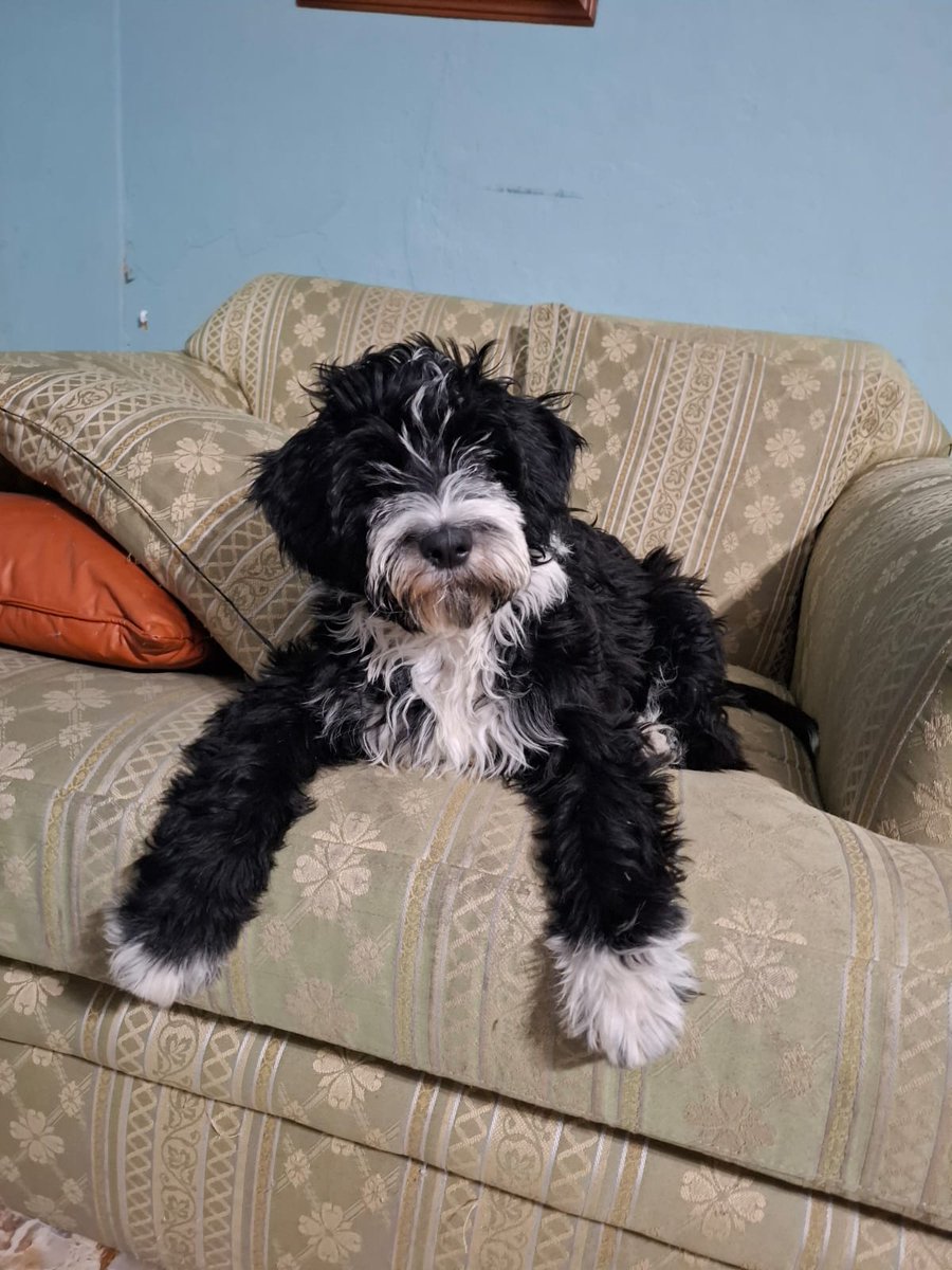 Urge hogar temporal o permanente para Oreo, tiene 5 meses y el protocolo completo.

Contacto 56 1742 6486

Me ayudan a compartirlo?