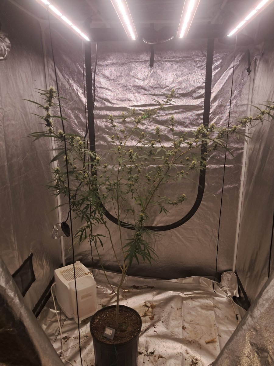 Smokes Alot💨 (@smokesalot421) on Twitter photo Fuck Around And Find Out photo fem mix from <a href="/PsillyrabbitG/">PsillyRabbit Genetics</a> is stretching her legs out she's gone crazy since flipping to flower Fuck Around And Find Out photo fem mix from <a href="/PsillyrabbitG/">PsillyRabbit Genetics</a> is stretching her legs out she's gone crazy since flipping to flower