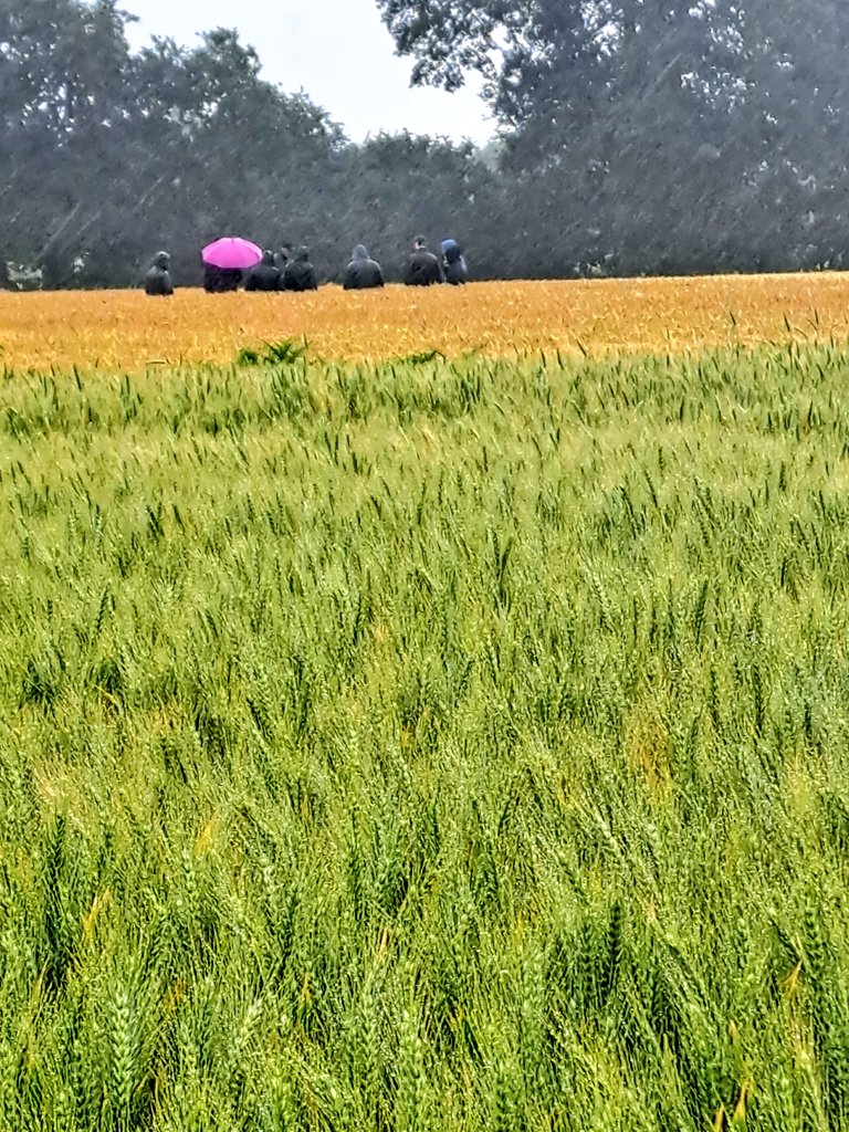 Aujourd'hui sur la ferme visite de la plate-forme  céréales <a href="/EuredenGroup/">Eureden</a> avec la la participation de <a href="/FMCFrance/">FMC France</a> et #Corteva.
Difficile de faire des photos avec le crachin Breton qui a fait son apparition . On ne va pas se plaindre après 3 semaines de vent