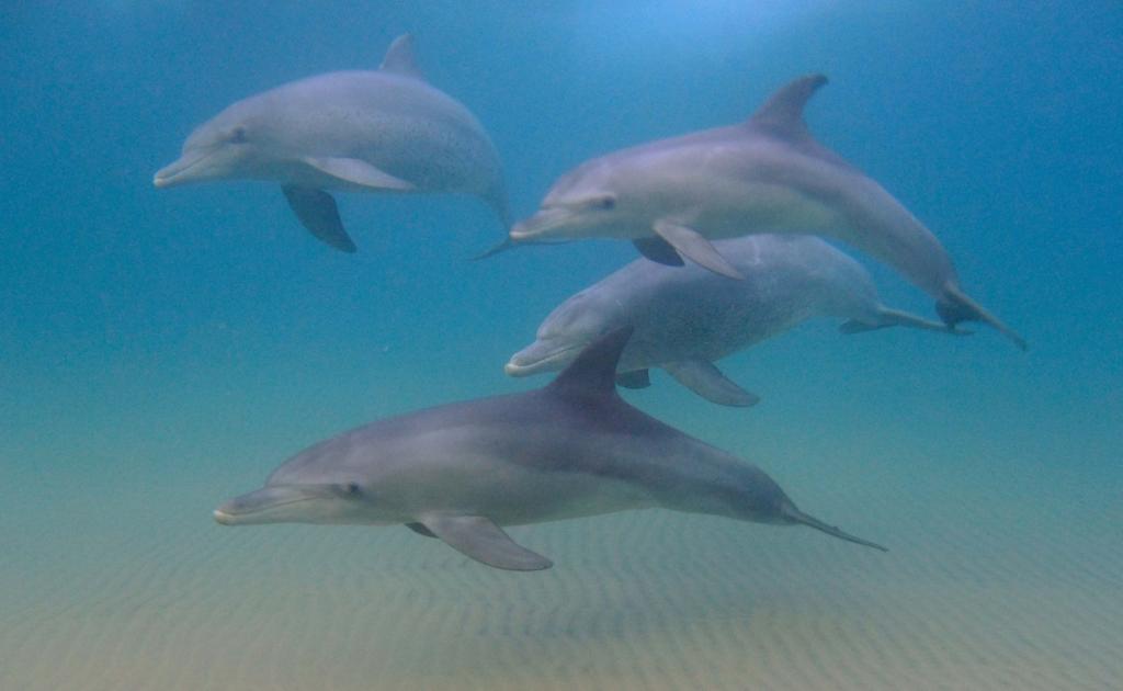 SabzerAzoh's tweet photo. AMAHLENGETHWA/ZINHLENGETHWA:

Dolphins have the ability to convey messages through the mind; they can interact using telepathy. Dolphins are natural healers with remarkably elevated vibrations, significantly surpassing those of our existing dimension... https://t.co/IcX87y27BA
