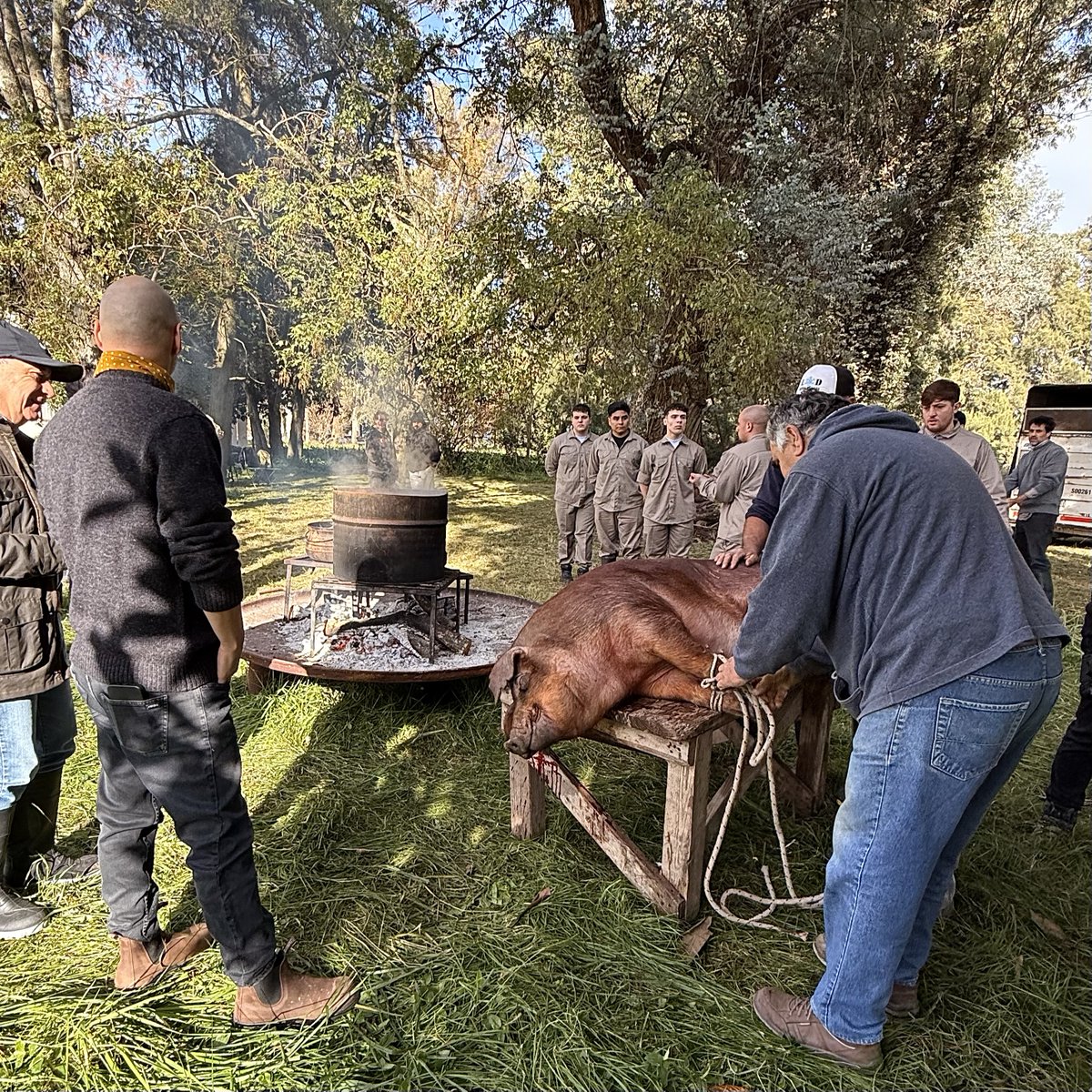El martes vi matar a un cerdo en la carneada de Don Julio. El bicho de 200 kilos estaba atado en un camioncito. No luchaba. Nunca sabré si estaba tranquilo por ignorancia, o ya resignado a su destino inevitable. 🧵