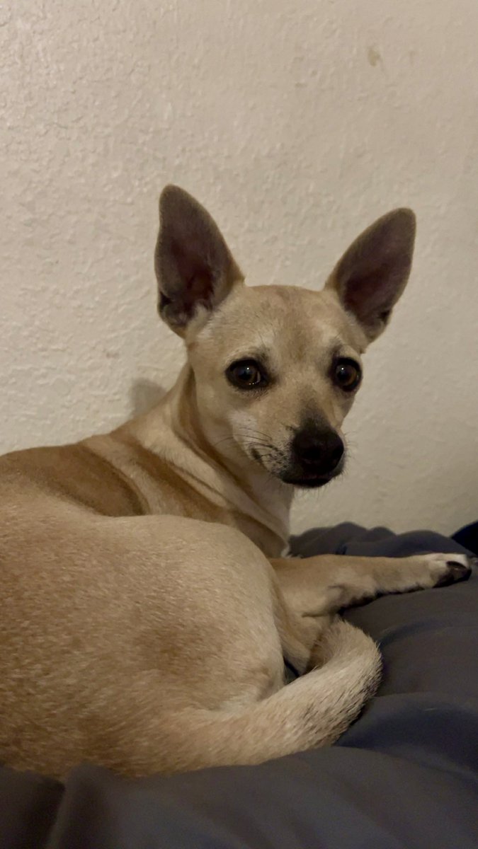 PawBoost tweet media