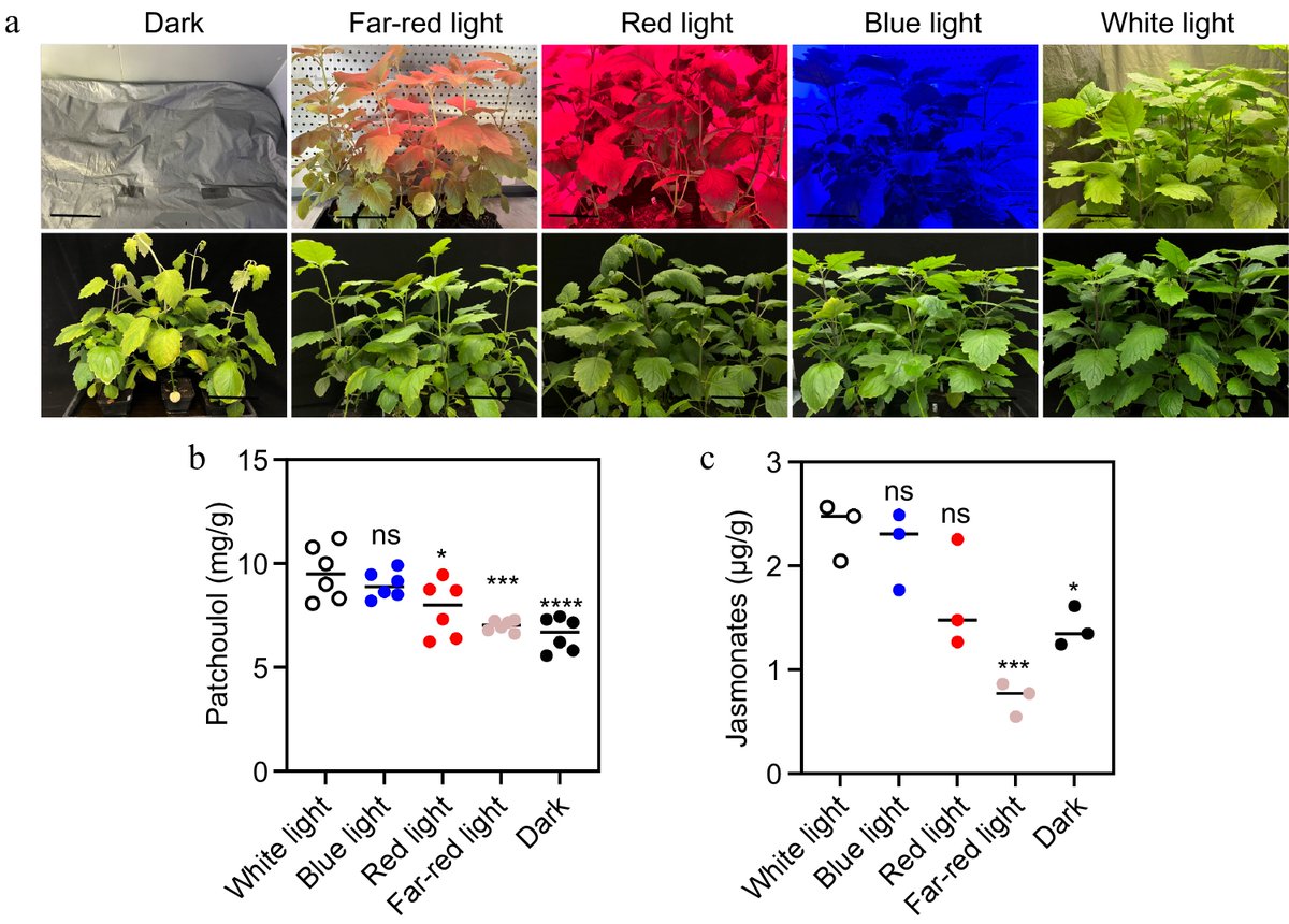 HortiPlant's tweet photo. #MPB
Light conditions and jasmonates regulate patchoulol biosynthesis in patchouli plants. Study identifies key genes and pathways. 🌿 #Patchoulol #LightRegulation
@MaximumAcademic @NewPhyt @sci_plant @PlantPhys
Details: https://t.co/A9Zdw4p2Kn https://t.co/6VnQCs1VqC