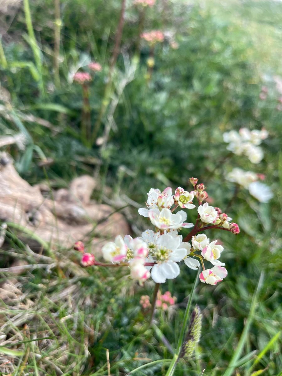 The superb dropwort is popping up and looking very graceful along the Cornish coast path 🤩 #dropwort #wildflowers #wildflower #spring #cornwall #coast