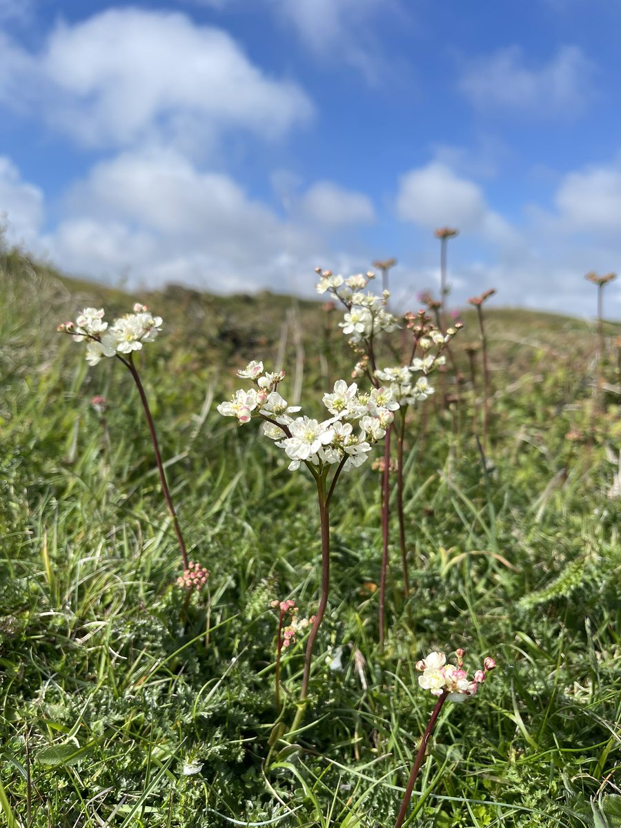 LittleEcologist's tweet photo. The superb dropwort is popping up and looking very graceful along the Cornish coast path 🤩 #dropwort #wildflowers #wildflower #spring #cornwall #coast https://t.co/qP7sVwJOZF