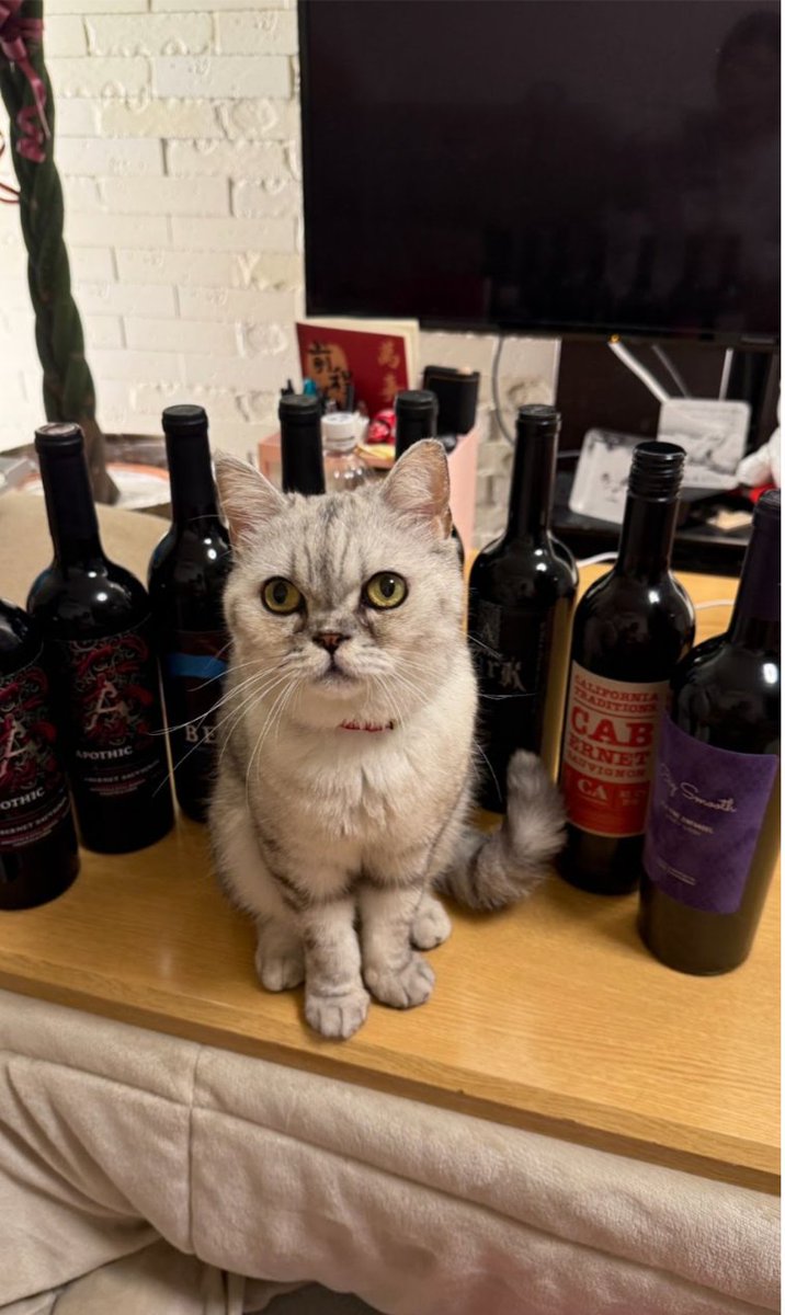 赤ワイン8本、ズラリと並べてみました🍷🍷🍷✨
どれから飲もう？って考える時間も、もう最高。
小さな幸せ、大爆発中です😆🧡