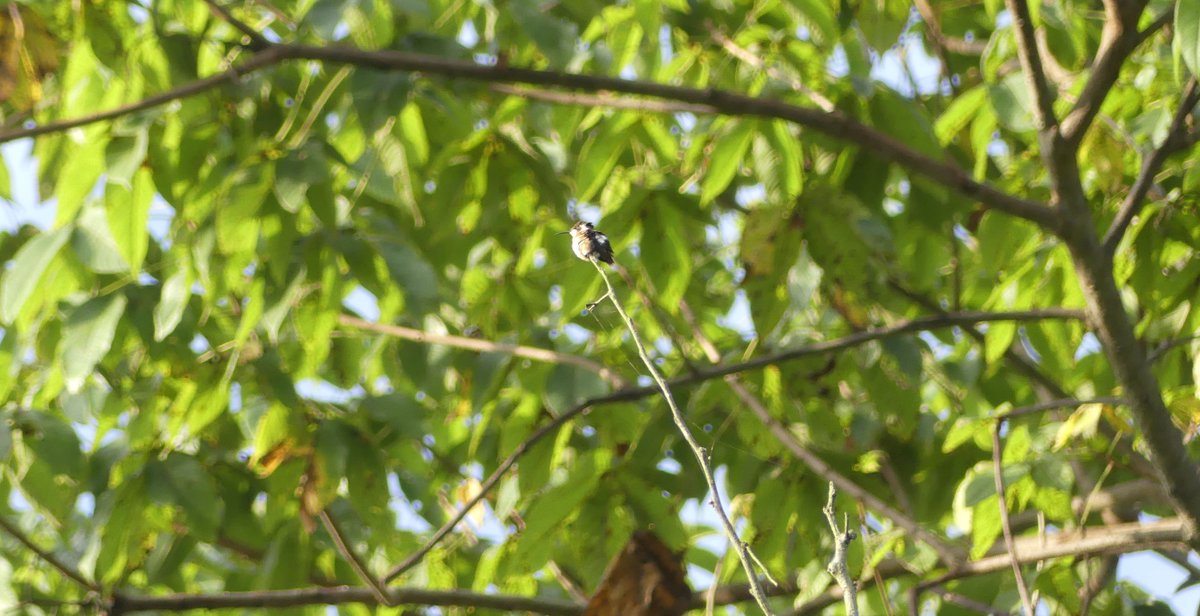 ZeebraDesigns's tweet image. #WorldEnvironmentDay #Ecuador, #Portoviejo, 1.Wild begonias/Hojas de Jaboncillo
2. Nasturtiums/Refugio la Tomatera
3. (endemic) Esmeraldas Woodstar/la Tomatera (Foto June 3)
4. Purple Gallinule pecking at plastic/Parque las Vegas
Remember that plastic is toxic to our planet!