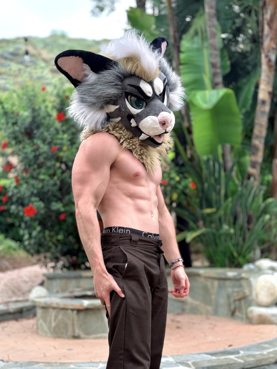 shark dog summer 🦈🐕☀️