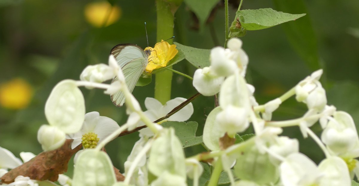 ZeebraDesigns's tweet image. #WorldEnvironmentDay #Ecuador, #Portoviejo, 1.Wild begonias/Hojas de Jaboncillo
2. Nasturtiums/Refugio la Tomatera
3. (endemic) Esmeraldas Woodstar/la Tomatera (Foto June 3)
4. Purple Gallinule pecking at plastic/Parque las Vegas
Remember that plastic is toxic to our planet!