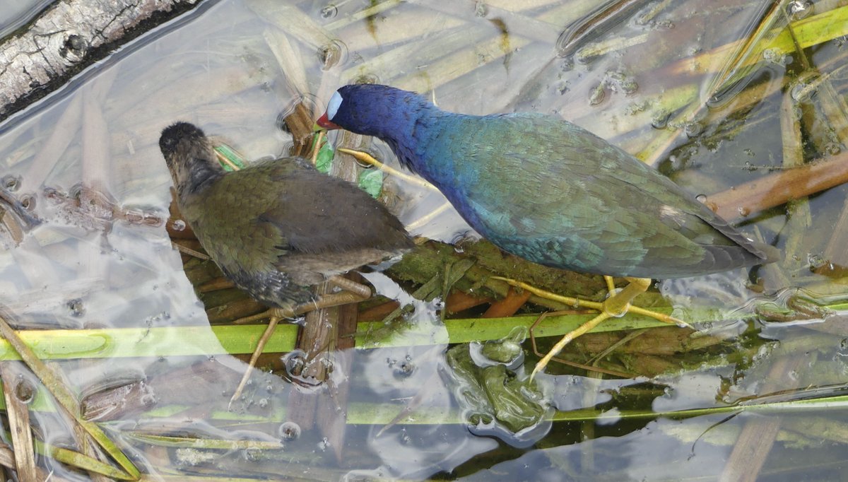 ZeebraDesigns's tweet image. #WorldEnvironmentDay #Ecuador, #Portoviejo, 1.Wild begonias/Hojas de Jaboncillo
2. Nasturtiums/Refugio la Tomatera
3. (endemic) Esmeraldas Woodstar/la Tomatera (Foto June 3)
4. Purple Gallinule pecking at plastic/Parque las Vegas
Remember that plastic is toxic to our planet!