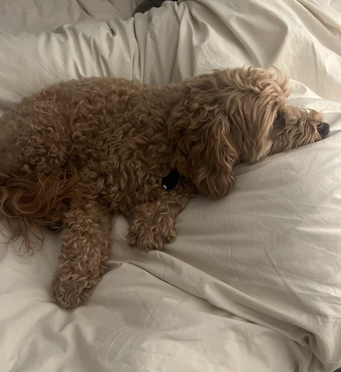 Does your dog have #FritoPaws? They’re a real thing. Read story below. #dogsofX #dogs #pets 

bit.ly/FritoPaws