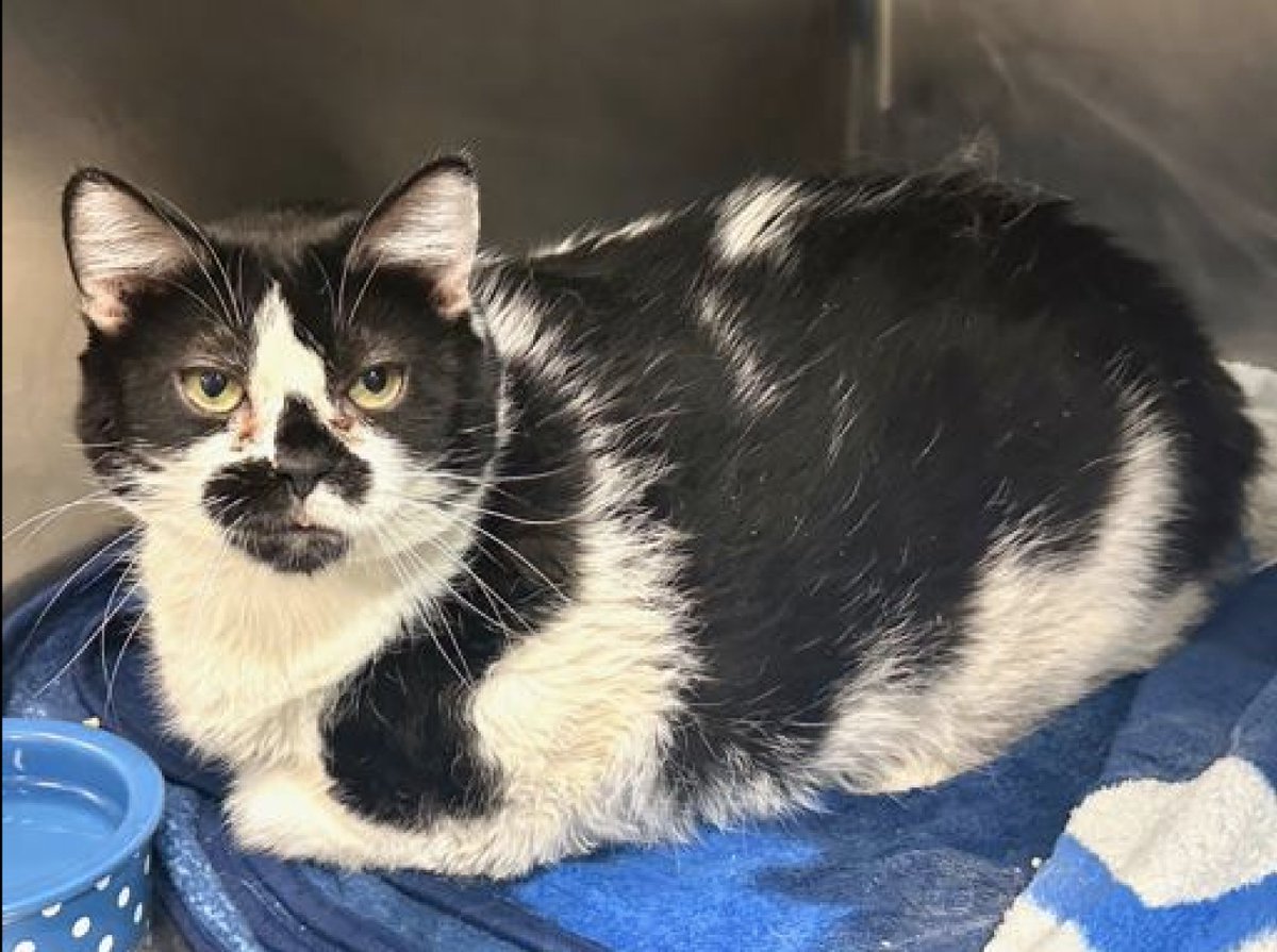 Nathalie Ⓥ 𓃟 #Pigoneer tweet media