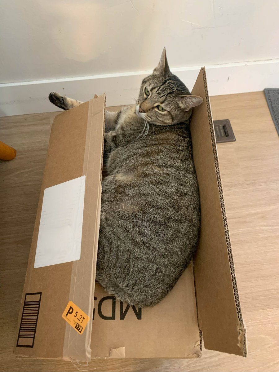 DonShirts's tweet image. I love getting a new shipment of books...and so does Annabelle. She seems a bit annoyed that I&apos;m interrupting her box time, though.
Sean Dirts and the Hidden City
#mglit
#summerreads