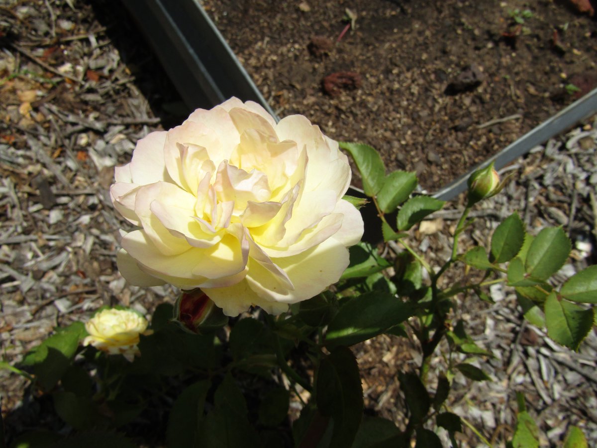 Bim (@br1954tx) on Twitter photo <a href="/rebaraebeemee/">Rebaraebeemee</a> <a href="/RetiredNikitaM/">🌹Rosarian NikitaMarie</a> <a href="/alexmenachin/">sari mason</a> <a href="/mar0265/">ladym1</a> <a href="/LEMay19993186/">LEMay</a> <a href="/Jezzebelle2024/">Jezzebelle</a> <a href="/Meowshallah1/">🐈MEOWSHY😽 Neshama נשמה</a>
Have a Wonderful Afternoon! <a href="/rebaraebeemee/">Rebaraebeemee</a> <a href="/RetiredNikitaM/">🌹Rosarian NikitaMarie</a> <a href="/alexmenachin/">sari mason</a> <a href="/mar0265/">ladym1</a> <a href="/LEMay19993186/">LEMay</a> <a href="/Jezzebelle2024/">Jezzebelle</a> <a href="/Meowshallah1/">🐈MEOWSHY😽 Neshama נשמה</a>
Have a Wonderful Afternoon!