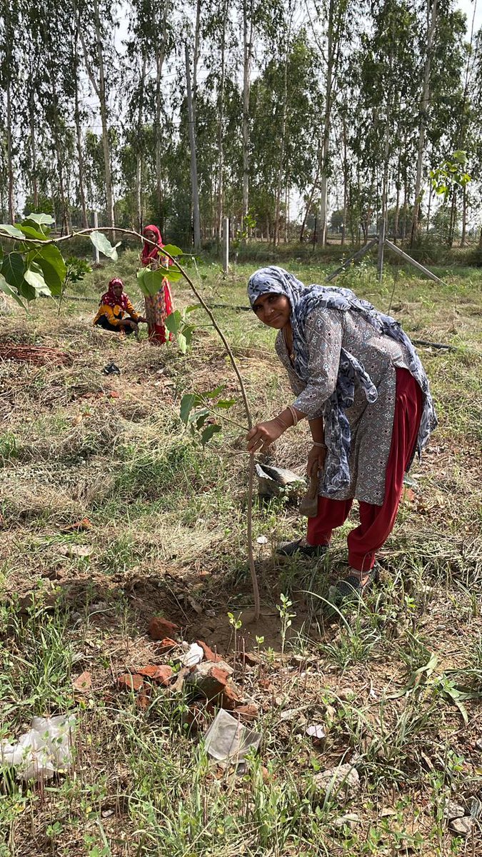 CIIFoundation's tweet image. 🌍 Building Climate Resilient Communities*
Celebrating #WorldEnvironmentDay with real action on the ground!

CII Foundation in partnership with @PTC_Financial, is driving environmental sustainability in Farrukhnagar, Haryana.
#GreenerTomorrow #CommunityForClimate
