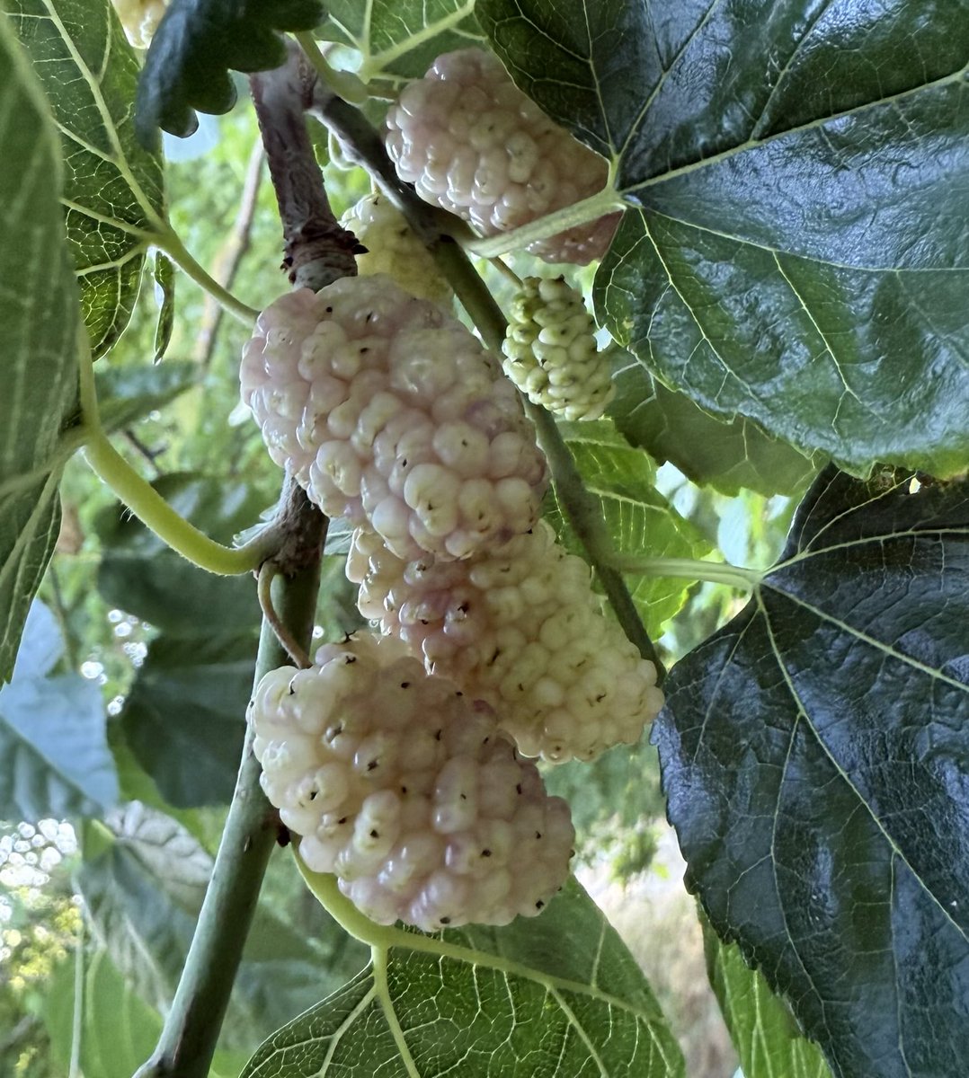 Bazı meyveleri tatmak için. 

Şükürler olsun ki ulaşabiliyoruz. 

Dayanma süresi nerdeyse hiç olmayınca dut tatmadan yıllar geçirenler vardır.