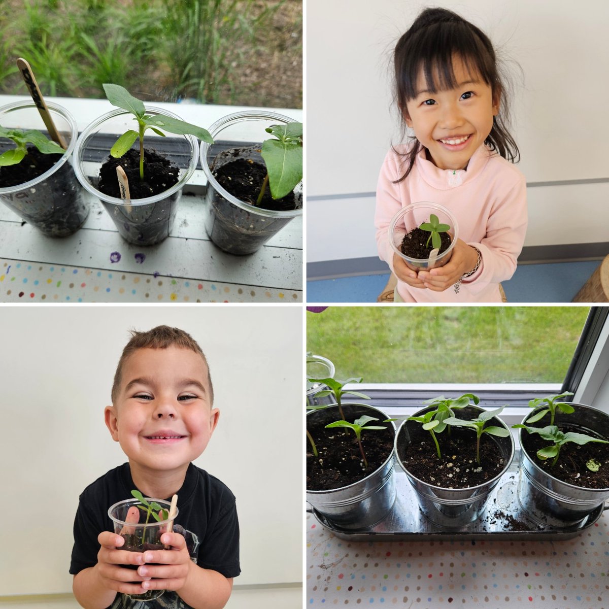 Our class plants have grown! K1 and K7 students are bringing their sunflower plants home this weekend. Ask your child to describe their plant "en français". <a href="/StVeronicaOCSB/">St. Veronica OCSB</a> #ocsbBonjour #InquiryBasedLearning #ocsbDL
