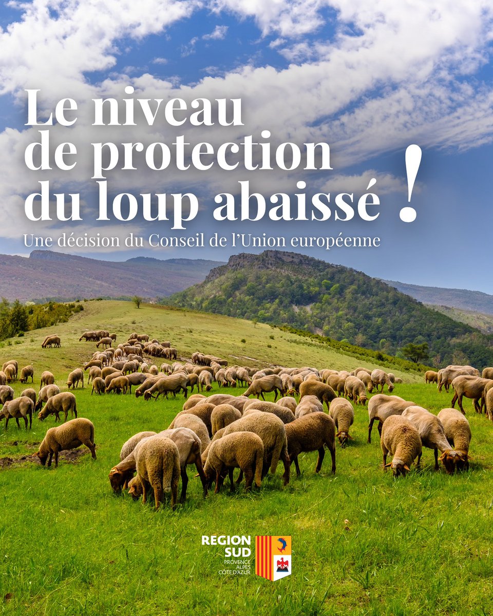 Victoire confirmée ce matin à Bruxelles 🇪🇺🐺

Le Conseil de l'Union européenne nous donne raison, le loup passe de « strictement protégé » à « protégé ». 

+ de marge pour agir, protéger nos éleveurs, défendre nos troupeaux et nos territoires.

On s’est battus 10 ans pour ça !