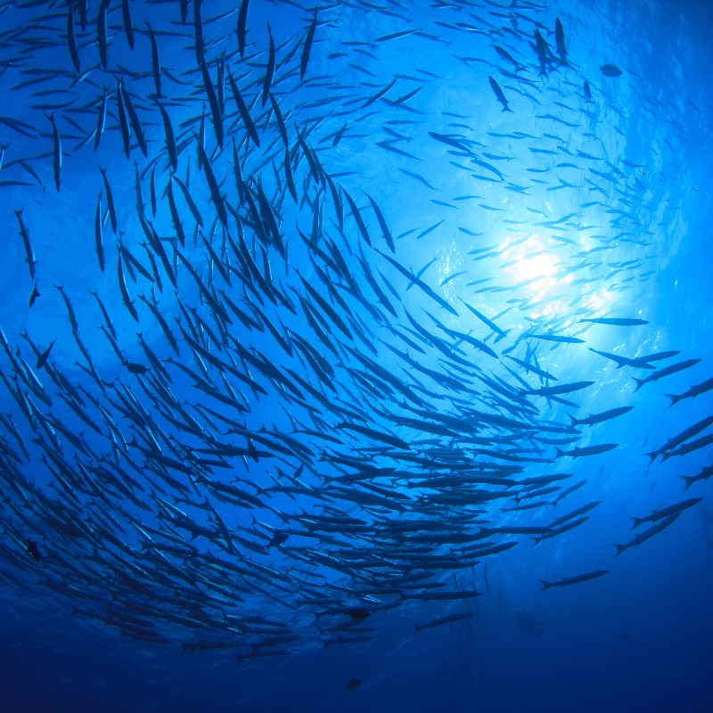 commonwealthsec's tweet photo. Did you know that #Commonwealth countries are stewards of:

🐠45% of the world's coral reefs
🌊36% of maritime waters
🌳29% of megadiverse countries

Find out how we help member countries protect the environment &amp; use their natural resources sustainably 👇

#WorldEnvironmentDay