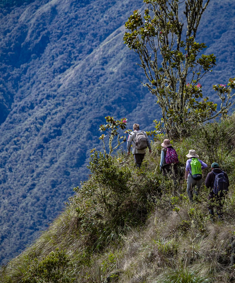 Happy World Environment Day! Today, we celebrate our beautiful planet and the dedicated people that work to protect it. 🪶🌴

📸: Wayqecha Cloud Forest Research Station in Cusco, Peru © <a href="/amazonacca/">Conservación Amazónica - ACCA</a>   

#worldenvironmentday #protectourplanet #nature #naturalspaces