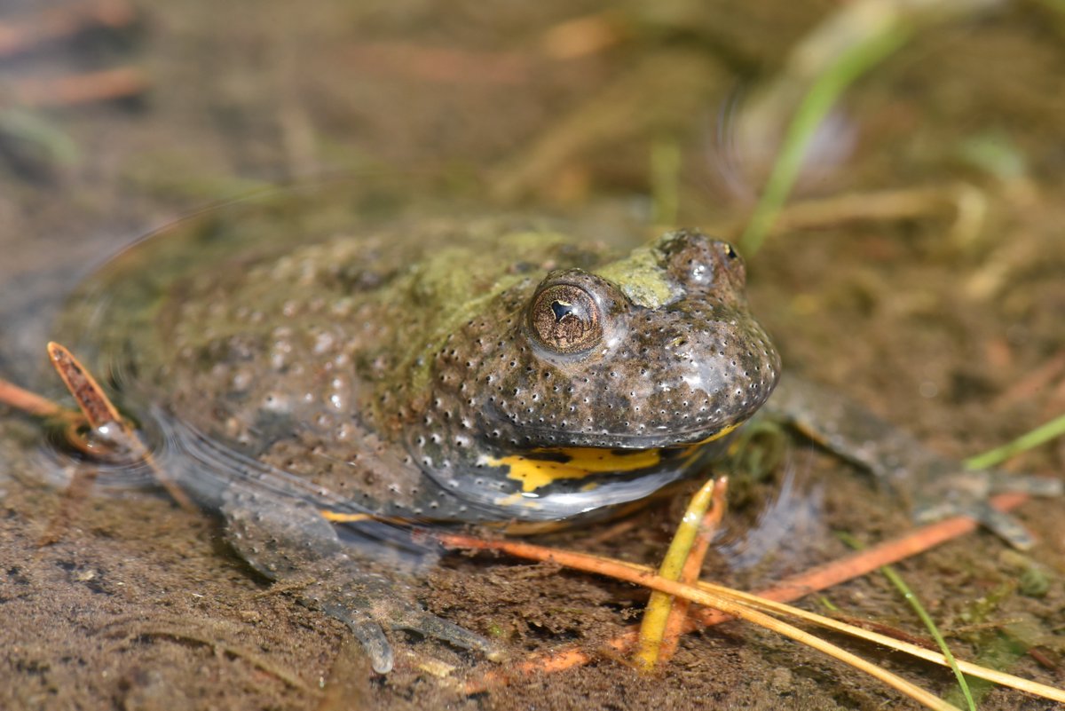 🌍 On #WorldEnvironmentDay, let’s pause &amp; protect what matters: our rivers, our water, our future.
💧 Small actions = big impact:
✔ Choose tap water
✔ Cut plastic
✔ Save water
✔ Protect biodiversity

📸All photos: ©Chantal Lamarre; yellow-bellied toad ©Michael Franzen