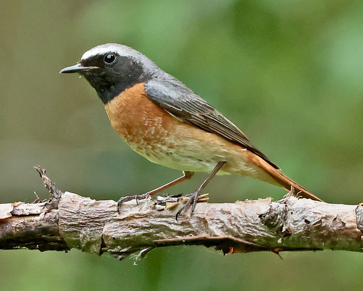 Steve Nikols (@nikols_steve) on Twitter photo Male Redstart, Wyre Forest, 31/5. <a href="/NuneatonBirder/">Gary Hobbs</a> <a href="/John1Coakley/">John C</a> <a href="/WorcsWT/">Worcs Wildlife Trust</a> <a href="/worcswildlife/">WorcestershireWildlife</a> Male Redstart, Wyre Forest, 31/5. <a href="/NuneatonBirder/">Gary Hobbs</a> <a href="/John1Coakley/">John C</a> <a href="/WorcsWT/">Worcs Wildlife Trust</a> <a href="/worcswildlife/">WorcestershireWildlife</a>
