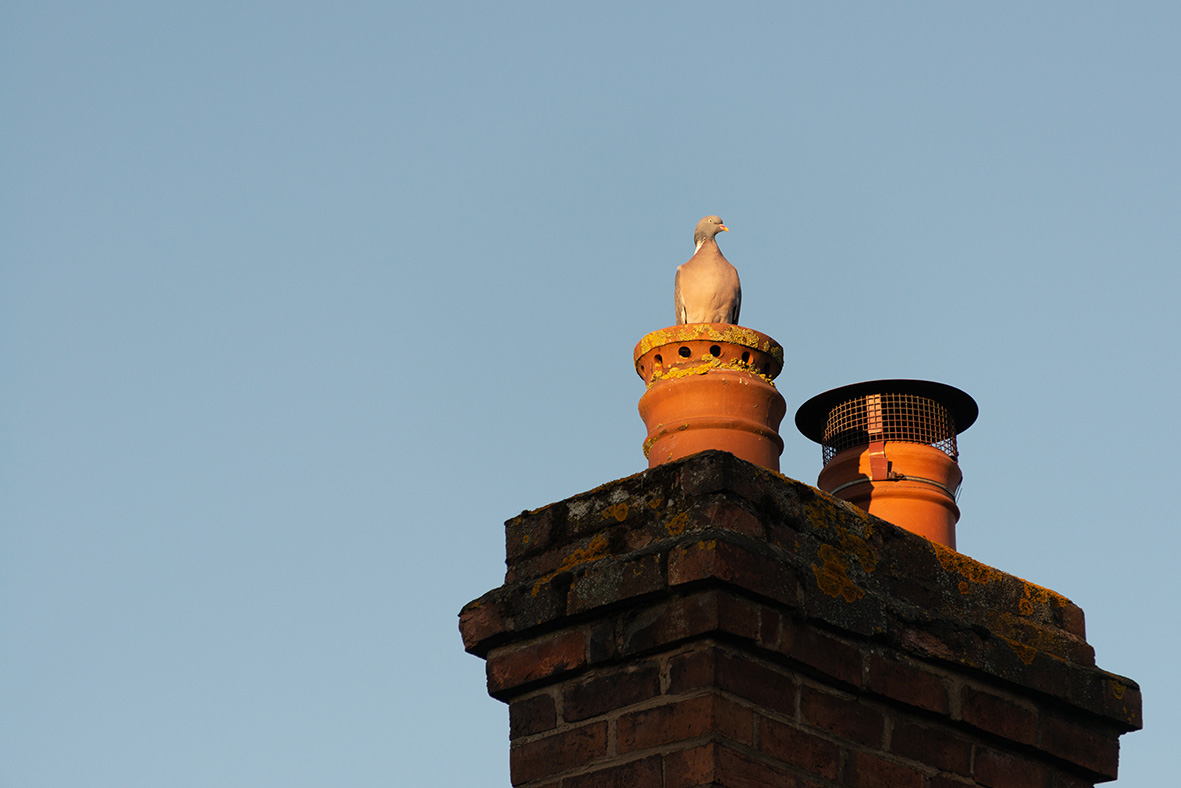 DID YOU KNOW: Birds often nest in chimneys and their nests are protected by law so we can’t disturb them until nesting season ends (Sept–March), after which we’ll fit a cowl to your Cottsway property if needed to prevent their return 🐦 Thanks for your patience in the meantime.