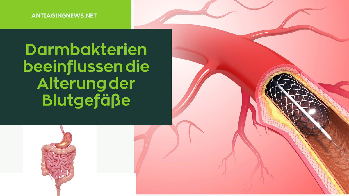 AntiAgingNews3's tweet photo. Herz-Kreislauf-Erkrankungen sind die häufigste Todesursache. Forscher haben nun erstmals gezeigt, dass #Darmbakterien und ihre #Stoffwechselprodukte die Alterung der Blutgefäße beschleunigen und #Herzerkrankungen auslösen können.

Mehr Infos unter:

https://t.co/XROUyYhJL0 https://t.co/FuZ9yc8iSZ