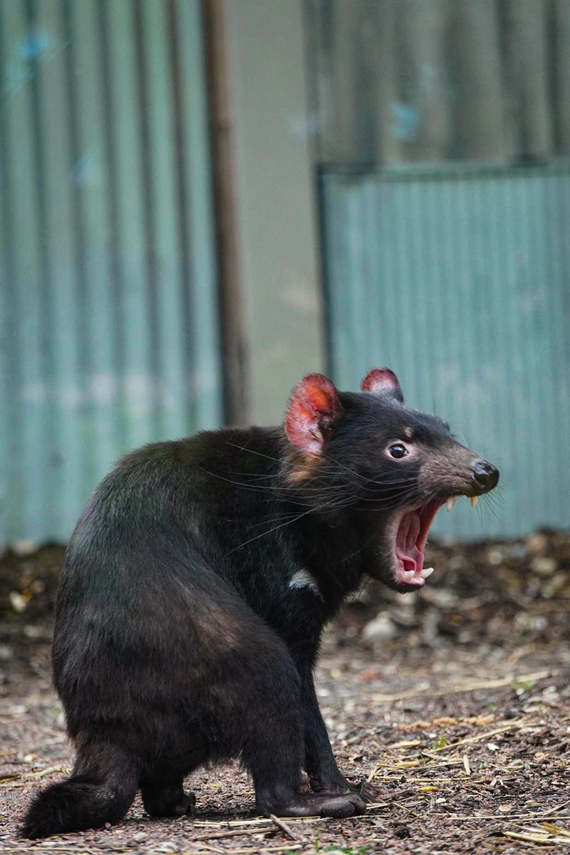 Who's that wonderful girl, could she be any toothier? 🦷
With a total of 42 teeth, Tasmanian devils are well-adapted for a scavenging lifestyle! Their strong canines and molars are perfect for consuming carrion, bones, and all.
📸 Keeper Kyle