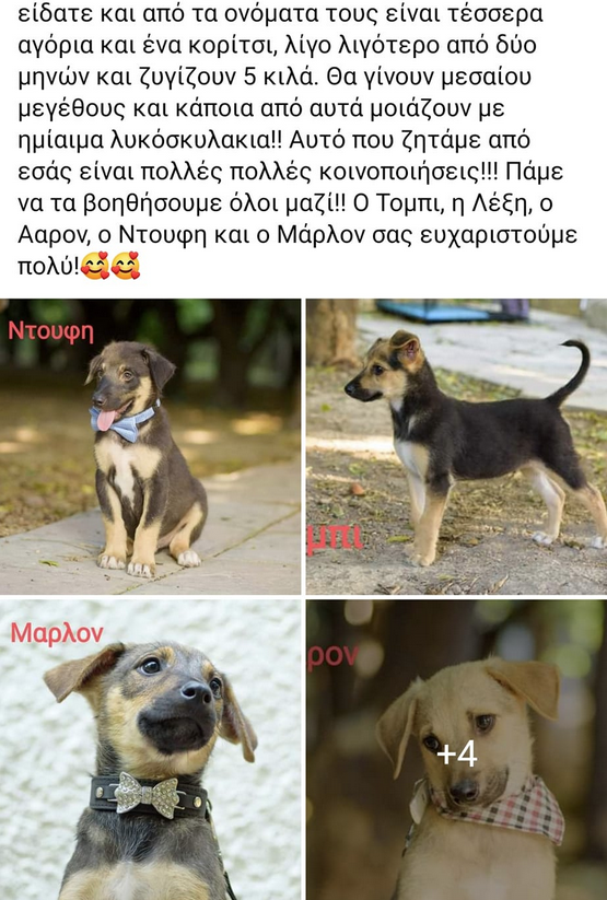 montexios's tweet photo. Μίλησα με την φιλοζωική και ήρθαν και τα πήραν. Το άρρωστο που φαίνεται δίπλα στο κίτρινο τάπερ τα κατάφερε.Αυτή είναι η ιστορία για τα 5 μικρά (γ)λυκάκια τα οποία ελπίζω να υιοθετήθηκαν όλα. 
Σκατά στον τάφο του μ@λακα που τα πέταξε στον δρόμο....ο σκοπός του τουιτ. https://t.co/xGiLfIueCw