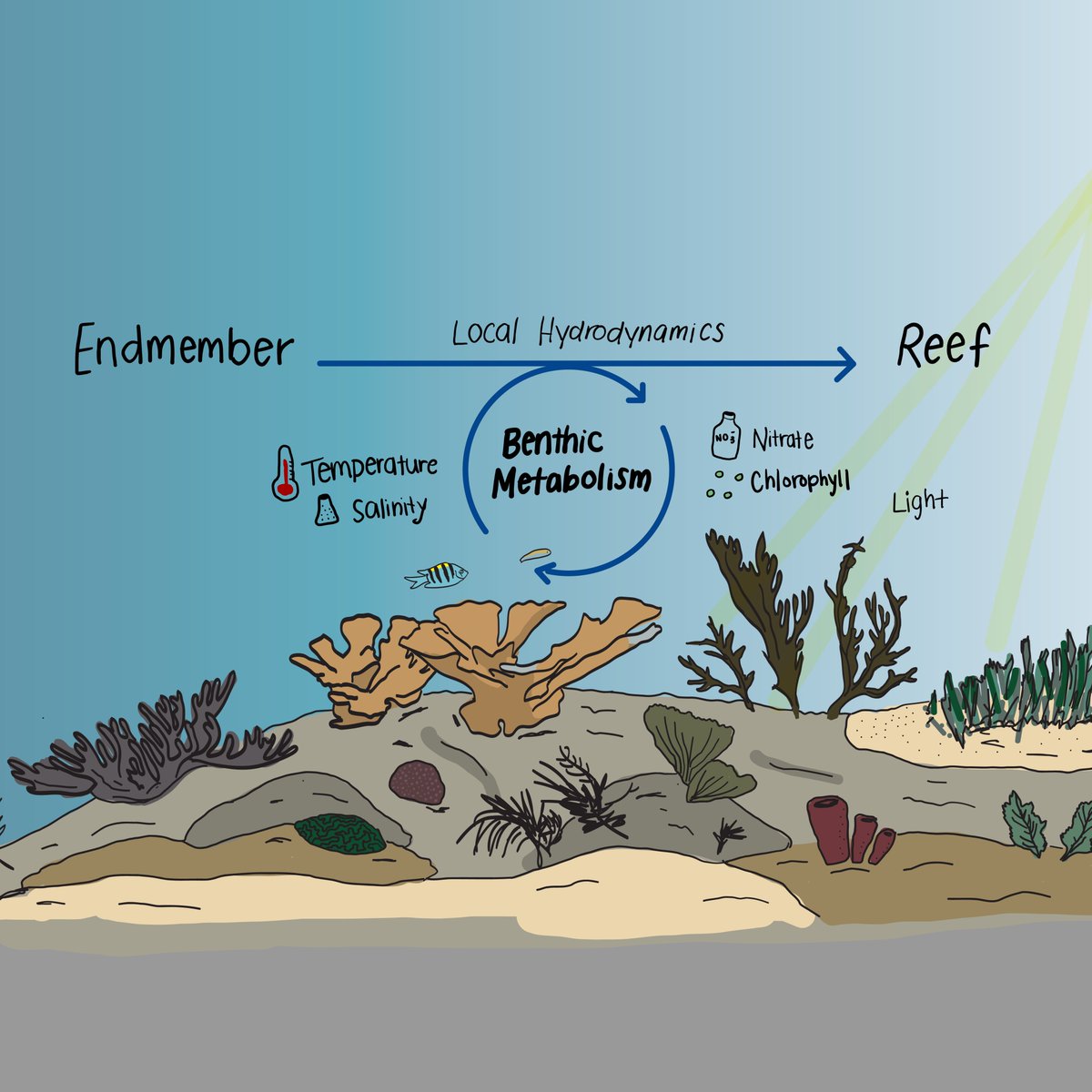 NOAA_AOML's tweet image. A new study by scientists at AOML shows how we can use existing monitoring data collected over decades to investigate complex changes in seawater chemistry in the Florida Keys.
Click the link: aoml.noaa.gov/a-new-model-pr…
